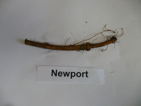 Long woody root/stem with fibrous side roots above a label reading "Newport"