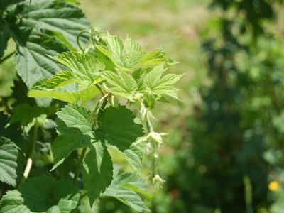 Green hop vine with compound leaves and small hanging hop flowers
