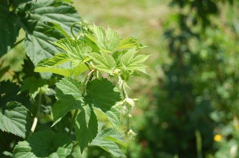 Green hop vine with compound leaves and small hanging hop flowers