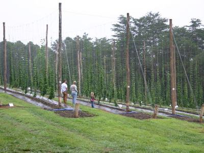 Three people walking between rows of hop vines trained on tall poles