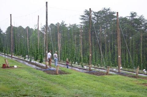 Three people walking between rows of hop vines trained on tall poles