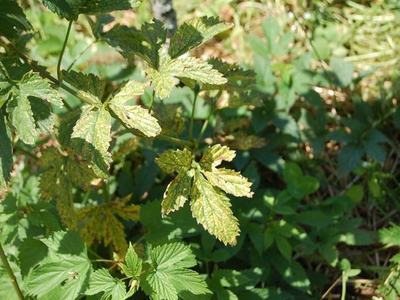 Cluster of serrated compound leaves with yellow mottling in undergrowth