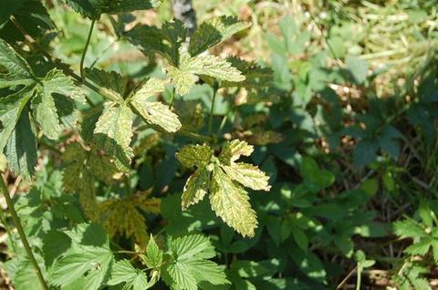 Cluster of serrated compound leaves with yellow mottling in undergrowth