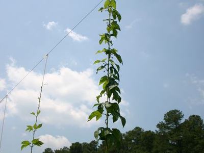 Tall vine climbing a diagonal wire with tree line and blue sky background