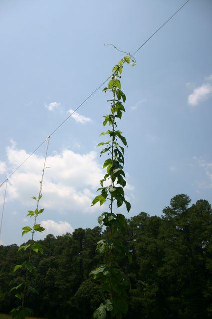 Tall vine climbing a diagonal wire with tree line and blue sky background