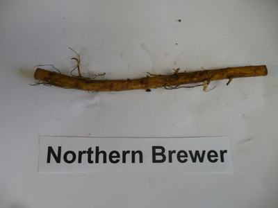 Long brown root specimen above label reading "Northern Brewer" on white background