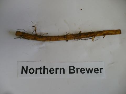 Long brown root specimen above label reading "Northern Brewer" on white background