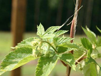 Green hop vine with serrated leaves and small developing cones climbing twine support