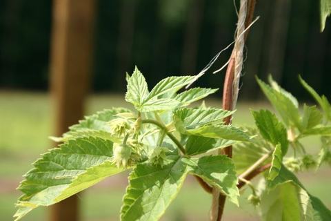 Green hop vine with serrated leaves and small developing cones climbing twine support