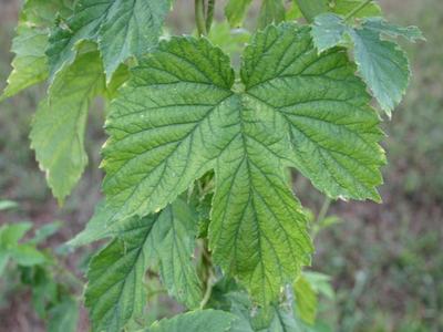 Large green lobed leaf with prominent veins on a climbing vine