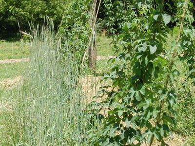 Vining plants climbing vertical twine trellis in a sunlit grassy garden