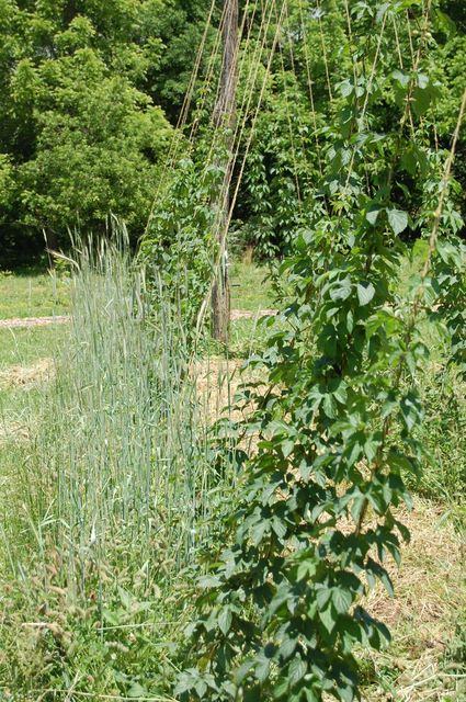 Vining plants climbing vertical twine trellis in a sunlit grassy garden