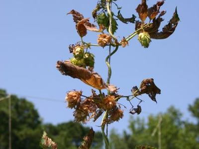 Hop vine with green cones and brown wilted leaves against blue sky