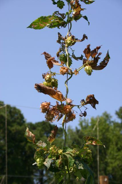 Hop vine with green cones and brown wilted leaves against blue sky