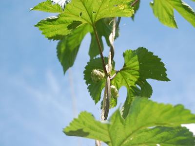Hop vine with green hop cones and serrated leaves against blue sky