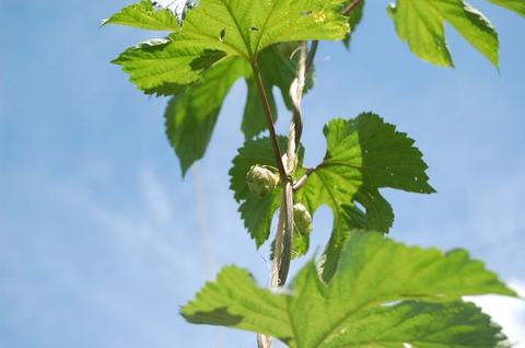 Hop vine with green hop cones and serrated leaves against blue sky