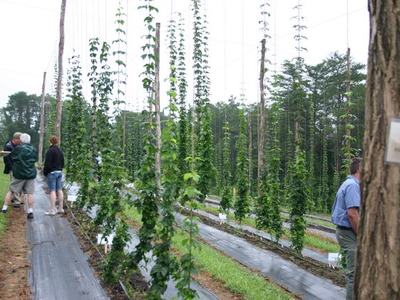 Rows of tall hop bines climbing trellises with people walking between rows