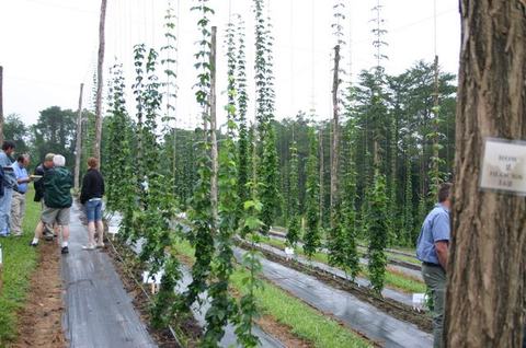 Rows of tall hop bines climbing trellises with people walking between rows