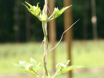 Young climbing vine twining around a vertical support post in a field