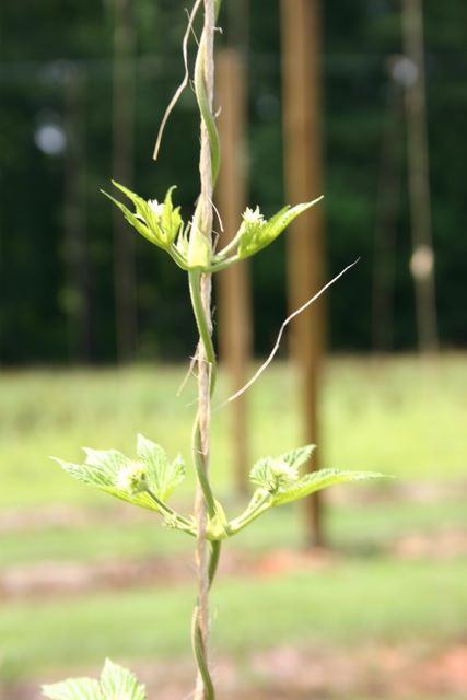 Young climbing vine twining around a vertical support post in a field