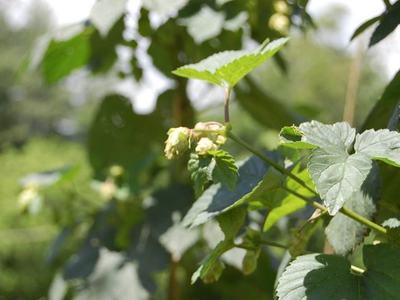 Vine with developing hop cones and serrated green leaves