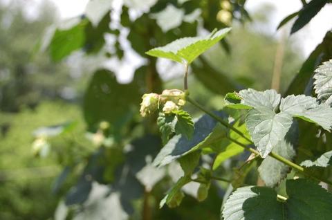 Vine with developing hop cones and serrated green leaves