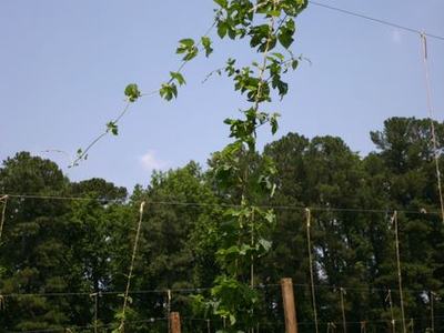 Tall vine climbing support twine between wooden poles in a field with trees
