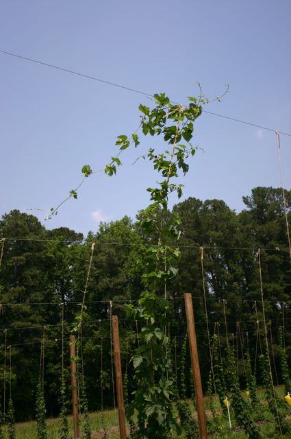 Tall vine climbing support twine between wooden poles in a field with trees