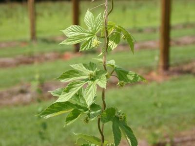 Hop vine with leaves and small cones climbing a twine support in a field