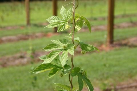 Hop vine with leaves and small cones climbing a twine support in a field