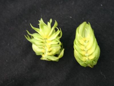 Two green hop cones on black fabric background