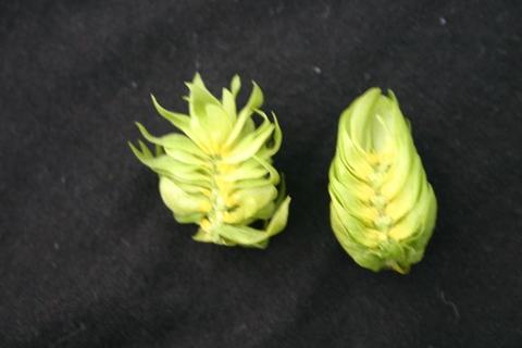 Two green hop cones on black fabric background