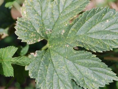 Large serrated green leaf with prominent veins and small yellow speckling, smaller leaf beside it