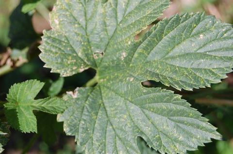 Large serrated green leaf with prominent veins and small yellow speckling, smaller leaf beside it