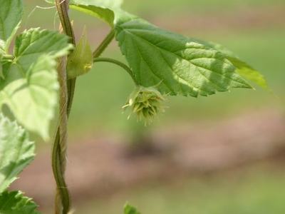 Hop vine with small green cone-like hop bud hanging beneath a leaf