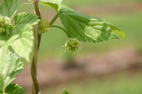 Hop vine with small green cone-like hop bud hanging beneath a leaf