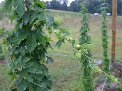 Hop vines with green hop cones climbing vertical supports in a grassy field