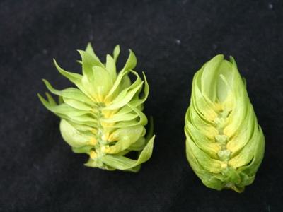 Two green hop cones (flower clusters) on a black background