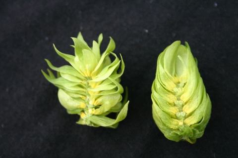 Two green hop cones (flower clusters) on a black background