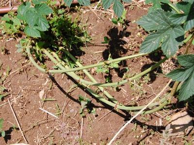 Trailing green raspberry canes with compound leaves lying on bare soil