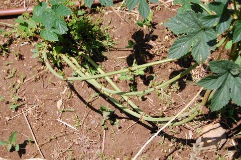 Trailing green raspberry canes with compound leaves lying on bare soil