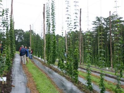 Rows of hop bines climbing trellises with people walking between rows
