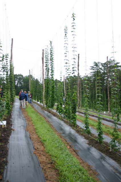 Rows of hop bines climbing trellises with people walking between rows