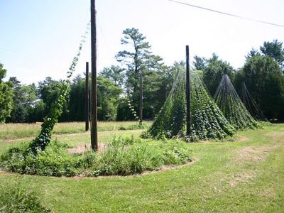 Climbing hop vines on tall poles forming conical trellises in a grassy field