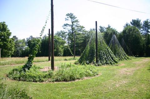 Climbing hop vines on tall poles forming conical trellises in a grassy field