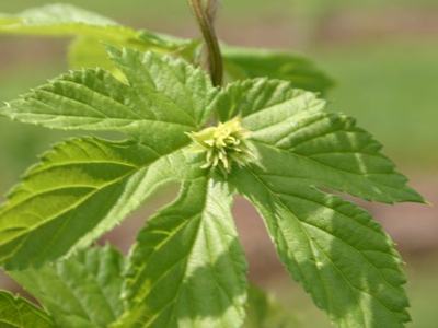Young hop plant leaves with an emerging small hop cone cluster at the center