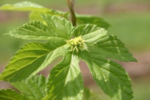Young hop plant leaves with an emerging small hop cone cluster at the center