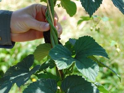 Hand twisting a green hop vine around a support stake