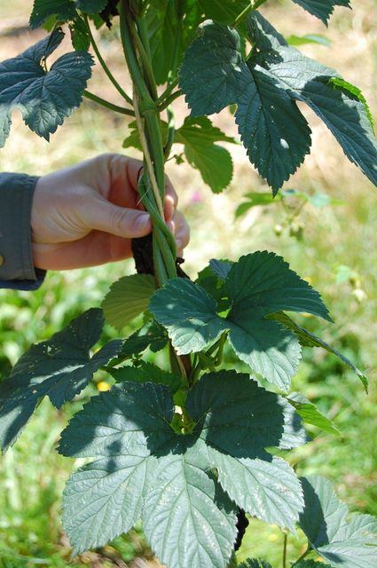 Hand twisting a green hop vine around a support stake
