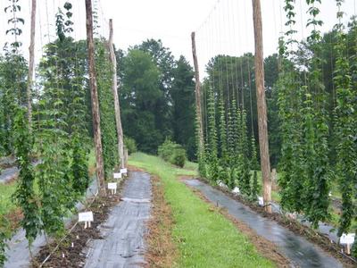 Rows of hop bines climbing vertical strings on wooden poles with grassy center path